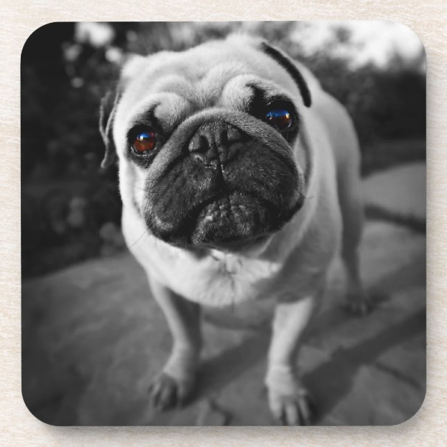 Handsome Pug Beverage Coaster (Front)