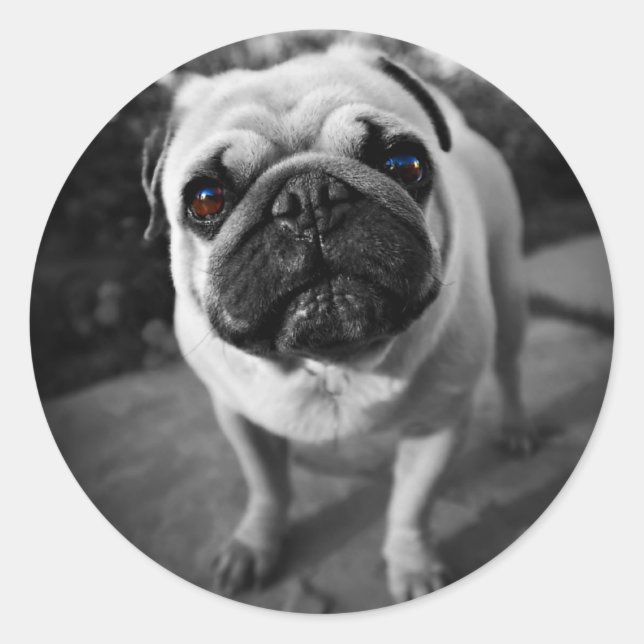 Handsome Pug Classic Round Sticker (Front)