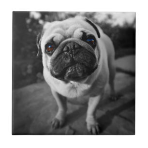 Handsome Pug Tile
