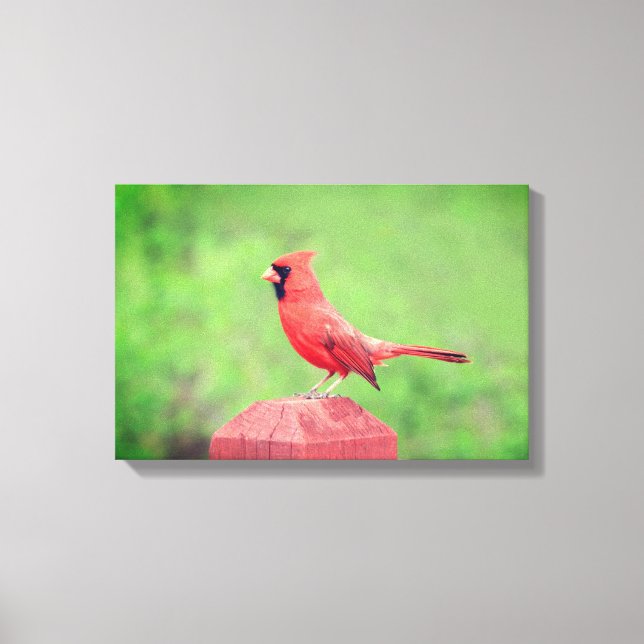 Handsome Red Cardinal Bird Canvas Print (Front)