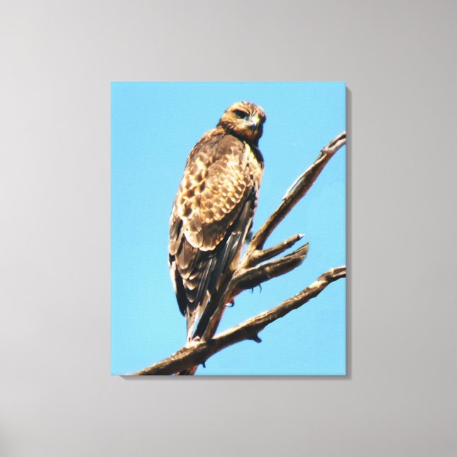 Handsome Red-Tailed Hawk Perched in a High Tree. Canvas Print (Front)