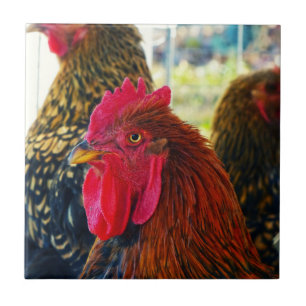 Handsome Rooster Ceramic Tile