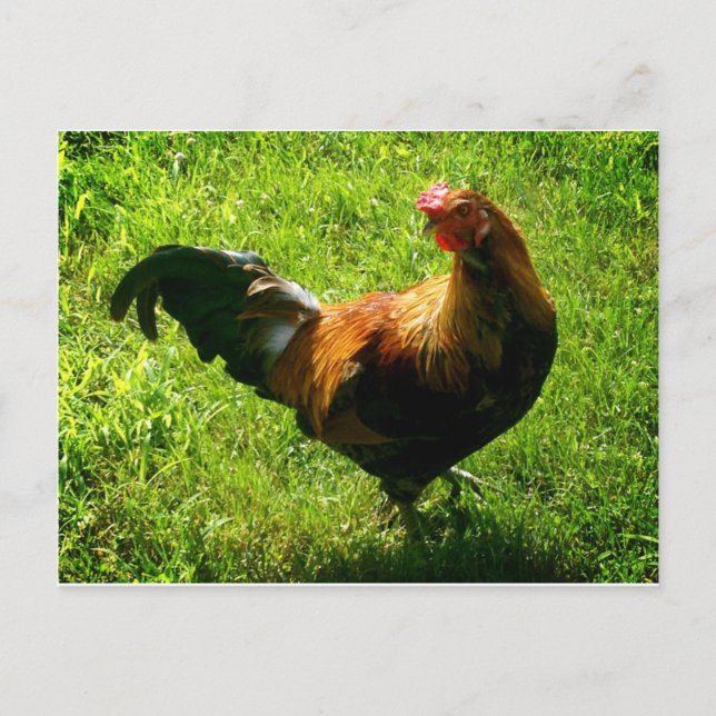 Handsome Rooster Postcard (Front)