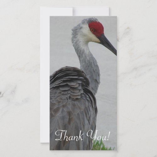 Handsome Sandhill Crane Thank You Card