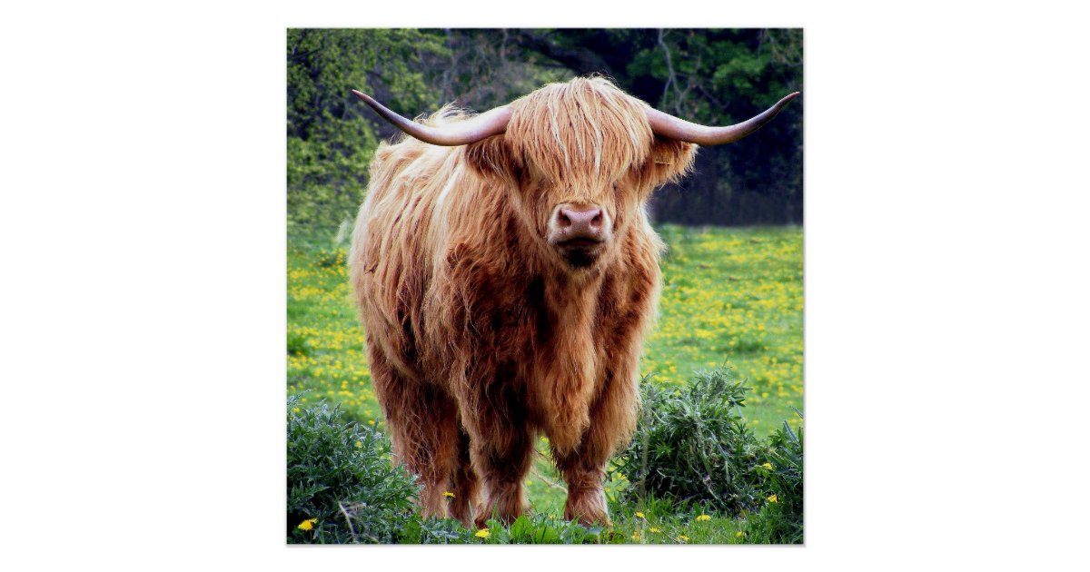 Handsome Scottish Highland Cow In Field Poster Zazzle Com