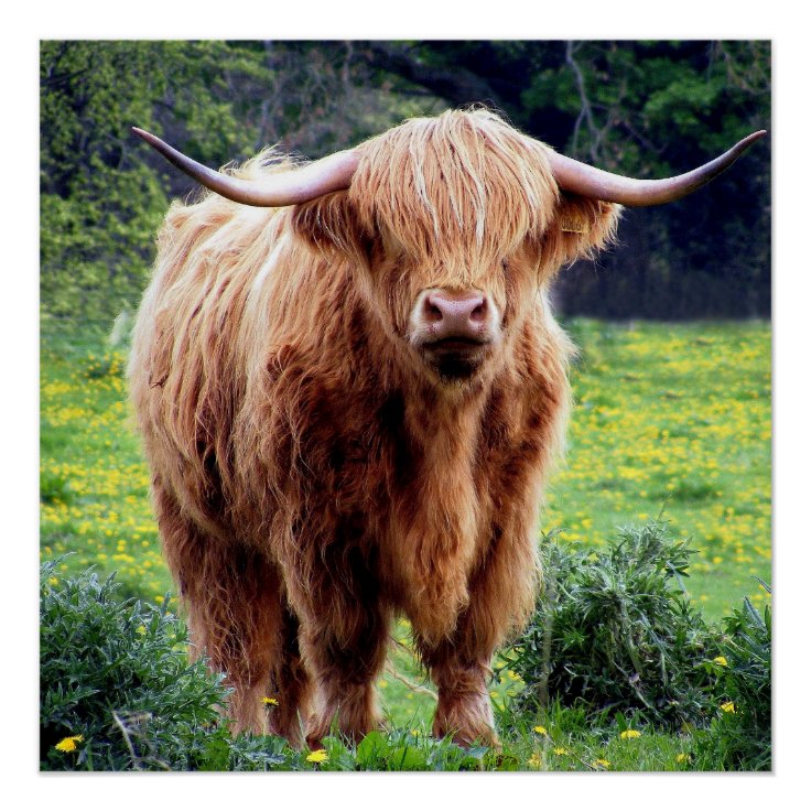 Handsome Scottish Highland Cow In Field Poster | Zazzle