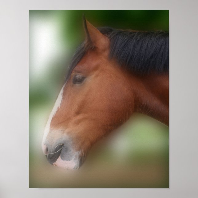 Handsome Shire Draft Horse Poster (Front)