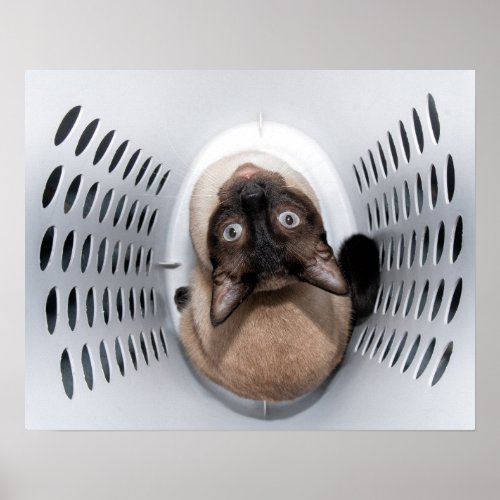 Handsome Siamese cat looking up from a hamper Poster