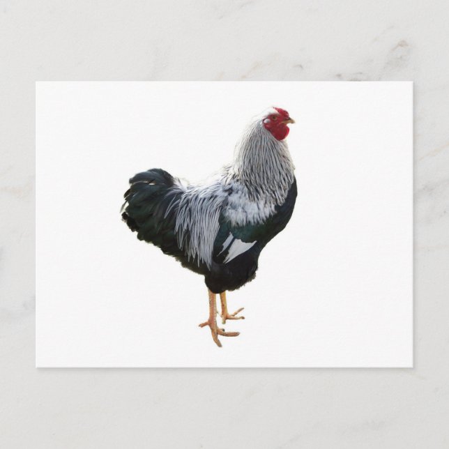 Handsome Silver Penciled Wyandotte Rooster Postcard (Front)
