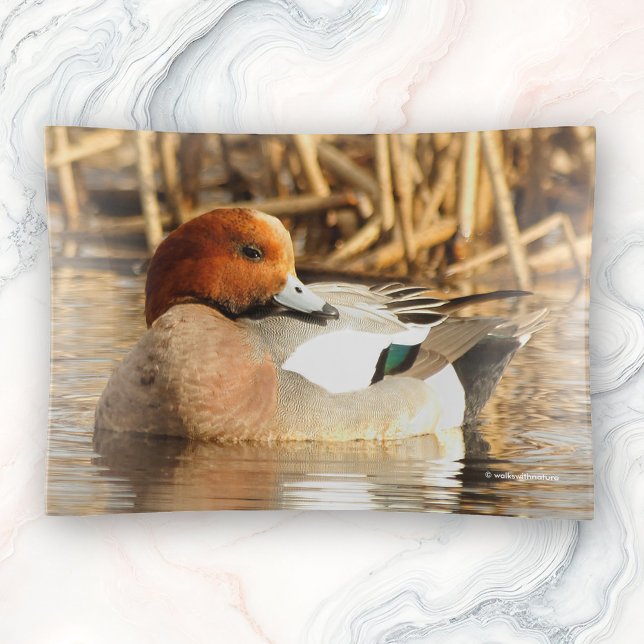 Handsome Stranger Eurasian Wigeon Duck at the Pond Trinket Tray (Handsome Stranger Eurasian Wigeon Duck at the Pond Trinket Tray Cover Photo)