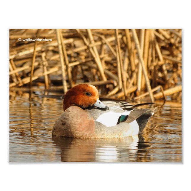Handsome Stranger in Town Eurasian Wigeon Photo Print (Front)