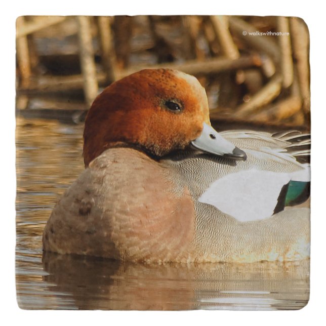 Handsome Stranger in Town Eurasian Wigeon Trivet (Front)