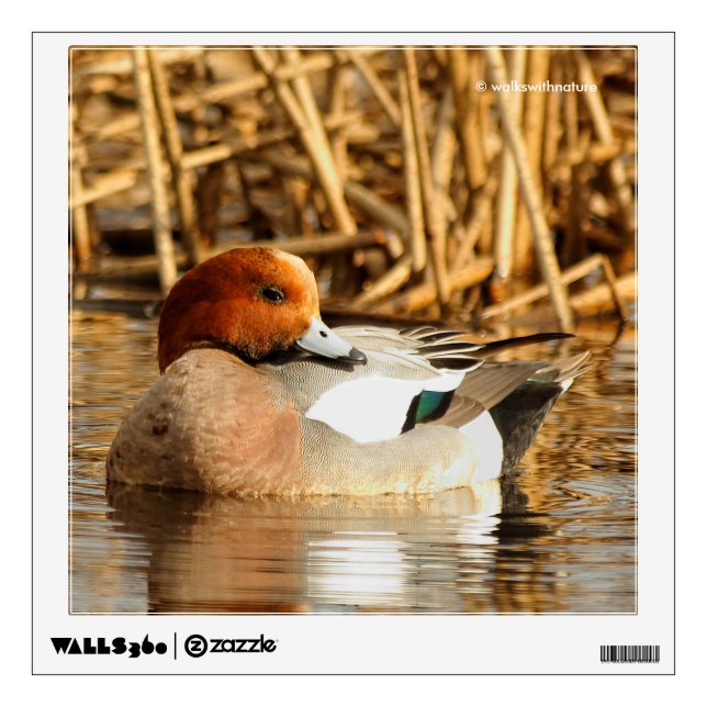 Handsome Stranger in Town Eurasian Wigeon Wall Sticker (Front)