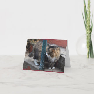 Handsome Tabby Greeting Card