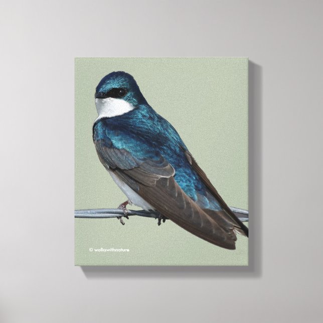 Handsome Tree Swallow: Bird on a Wire Canvas Print (Front)