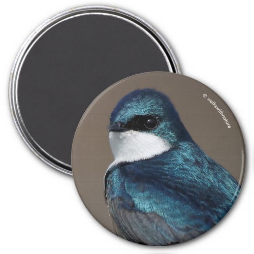 Handsome Tree Swallow Songbird on a Wire Magnet