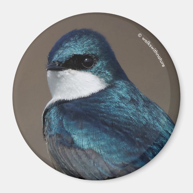 Handsome Tree Swallow Songbird on a Wire Magnet (Front)