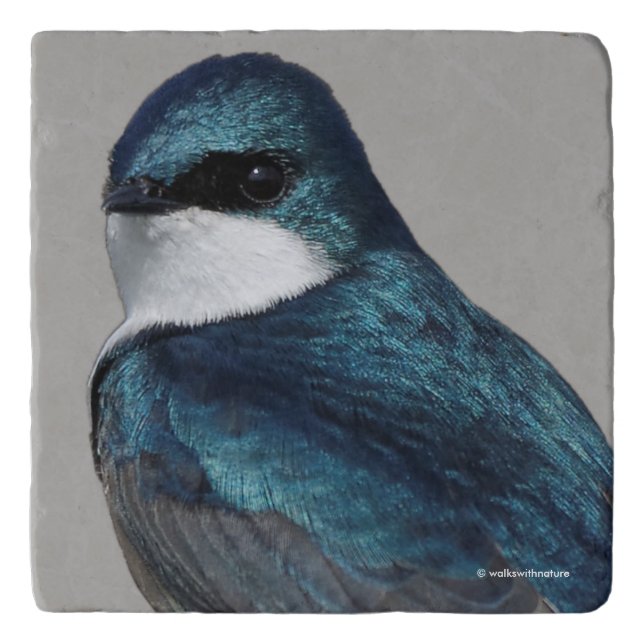 Handsome Tree Swallow Songbird on a Wire Trivet (Front)