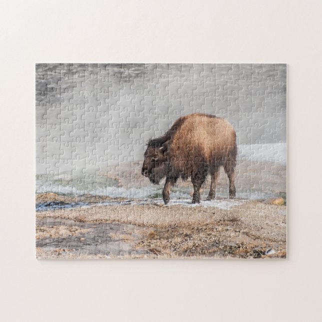 Handsome Young Bison or Buffalo Jigsaw Puzzle (Horizontal)