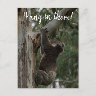 Hang in there! Australia Koala Cute Postcard
