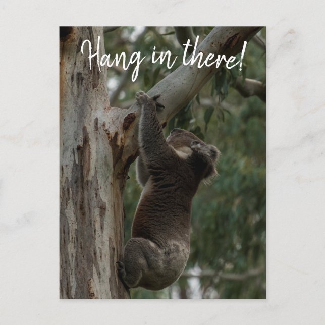 Hang in there! Australia Koala Cute Postcard (Front)
