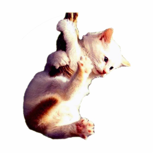 Hang In There Baby Cat Cutout (Front)