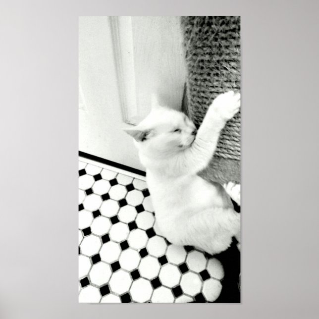 Hang In There Black and White Cat Poster (Front)