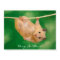 Hang in There Hamster