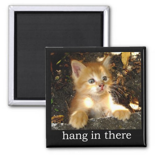 Hang In There _ Kitten Magnet