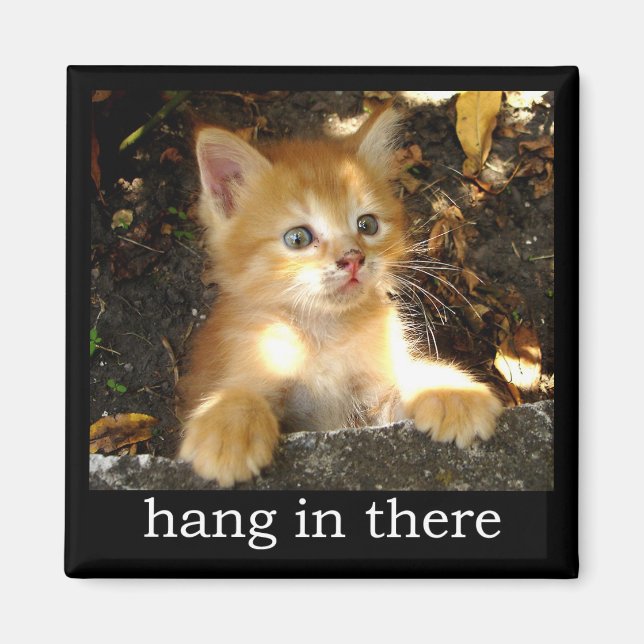 Hang In There - Kitten Magnet (Front)