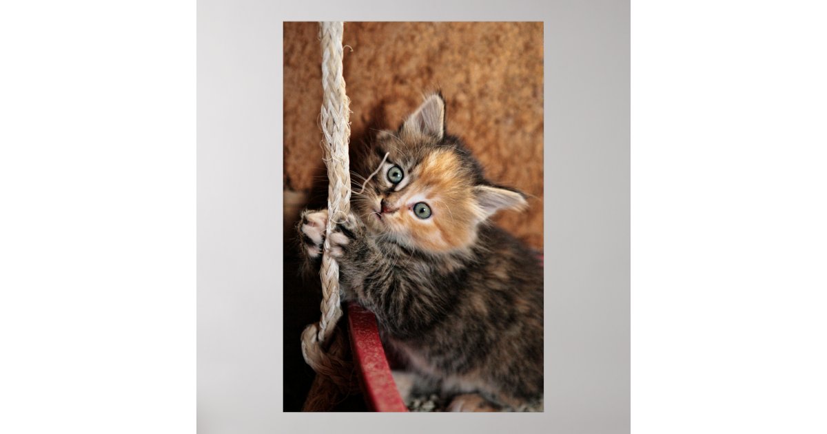 hang in there baby cat poster