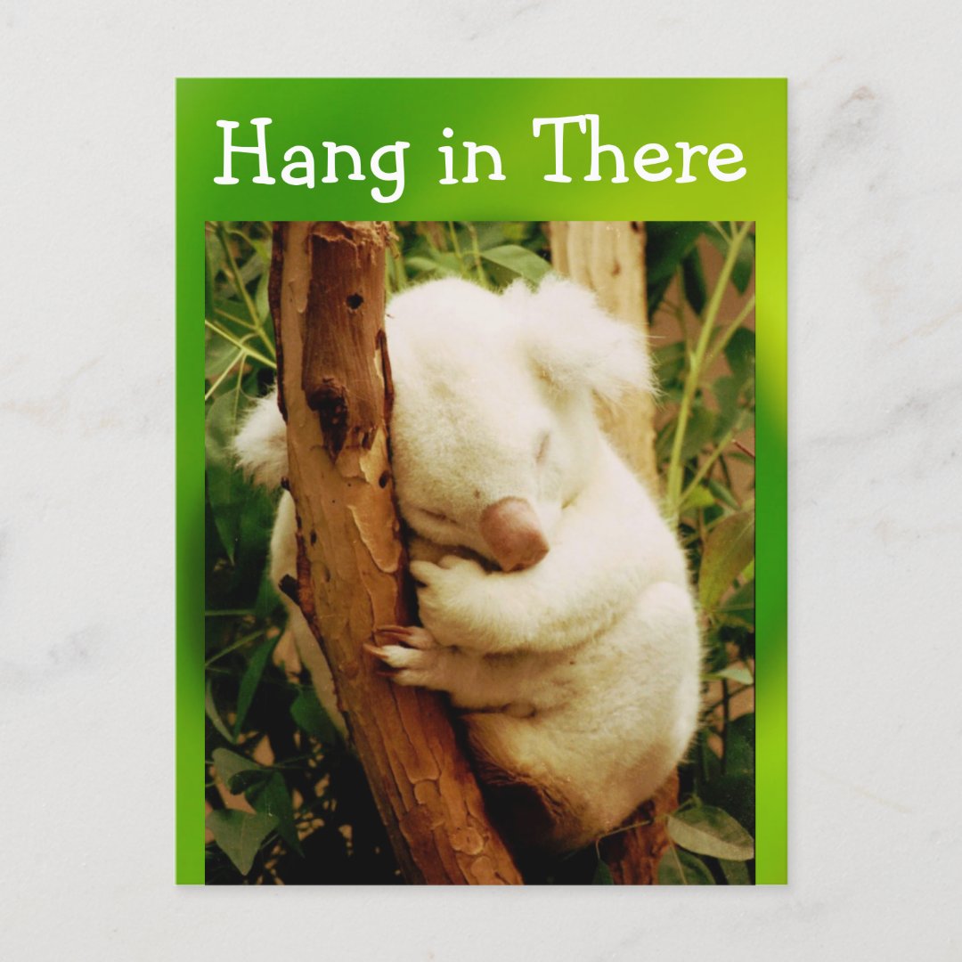 hang in there postcard | Zazzle