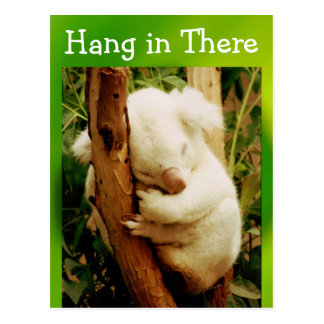 Hang In There Cards | Zazzle