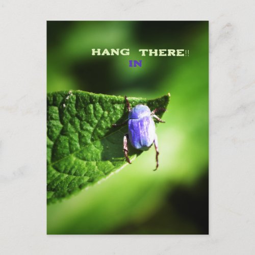 Hang in There Purple Beatle  Postcard