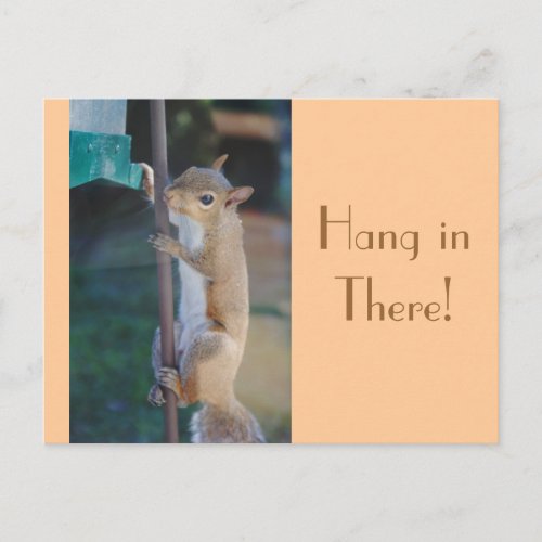 Hang in There Squirrel Postcard