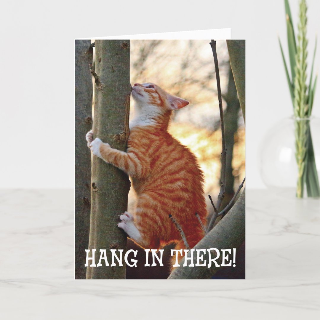 Hang in There with Cat Card | Zazzle