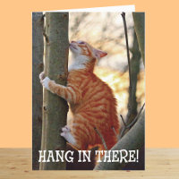 Hang in There with Cat