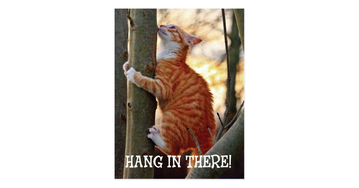 Hang In There With Cat In Tree Photo Postcard Zazzle Com