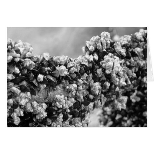 Hang On (Front Horizontal)