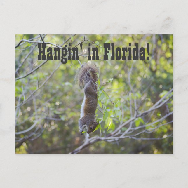 Hangin' in Florida Postcard (Front)