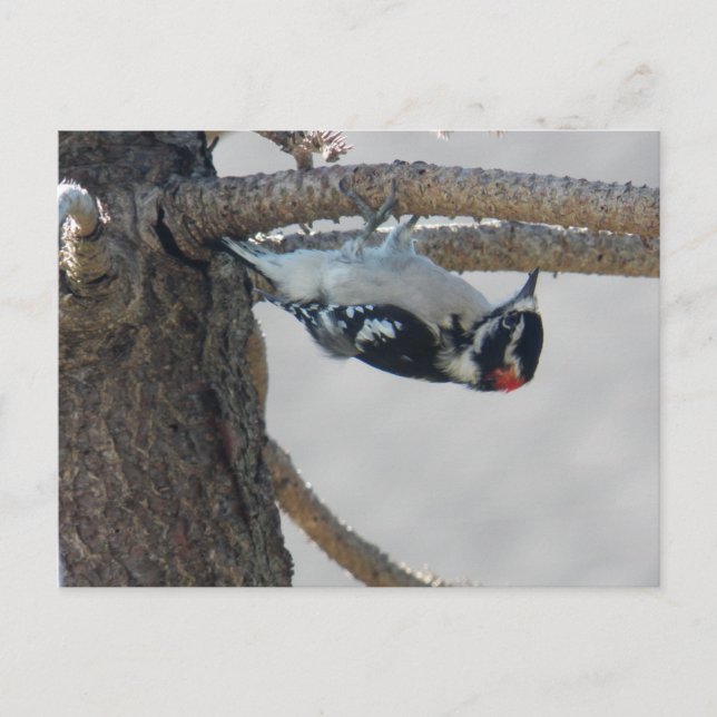 Hangin Out by Leslie Peppers Postcard (Front)