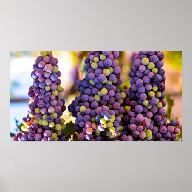 Hanging Bunches of Grapes Poster (Front)