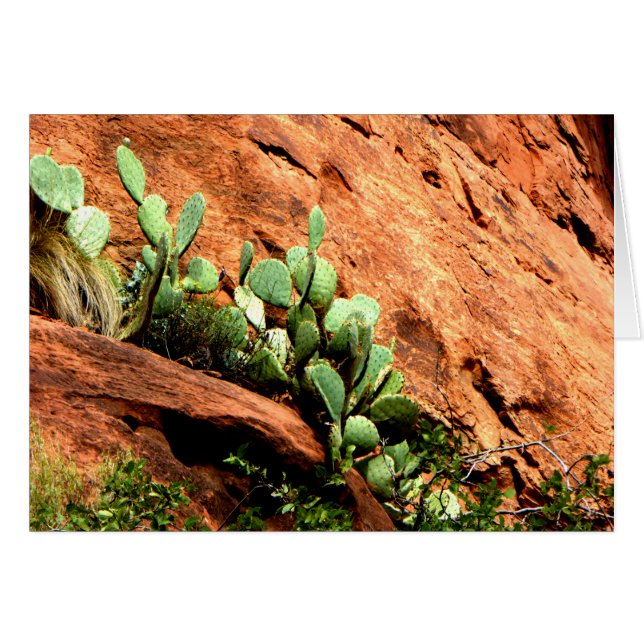 Hanging Cactus Garden Zion National Park UT Blank (Front Horizontal)