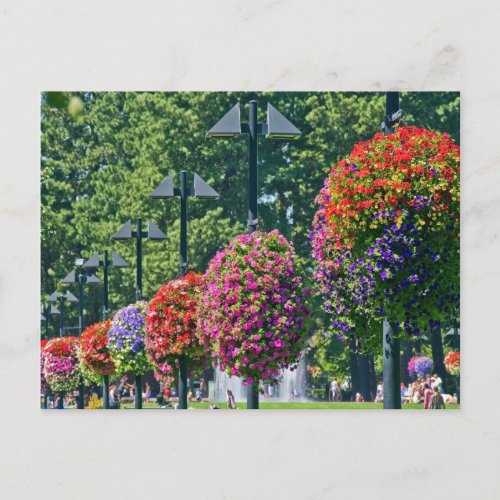 Hanging Flower Baskets Postcard