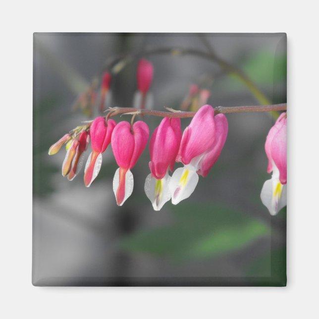 Hanging Hearts Magnet (Front)