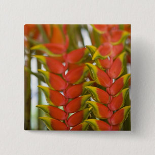 Hanging Heliconia, Weekly Tuesday fruit & Pinback Button