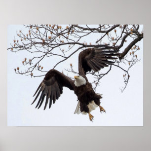 Hanging In Mid-Air Poster