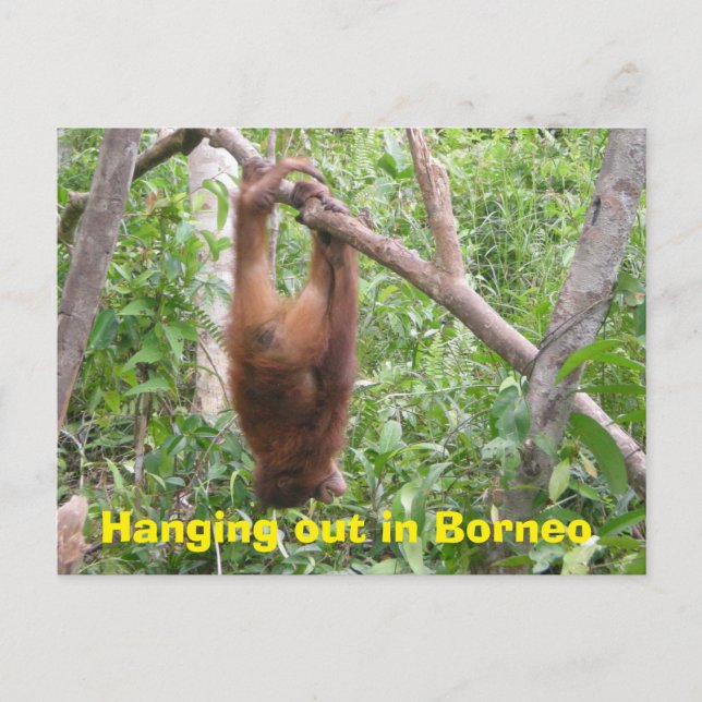Hanging Out in Borneo Funny Animals Postcard (Front)