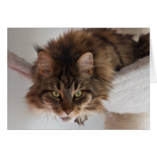 Hanging out - Maine Coon cat card