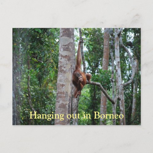 Hanging Out Orangutan in Borneo Postcard